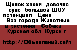 Щенок хаски, девочка супе, большой ШОУ потенциал › Цена ­ 50 000 - Все города Животные и растения » Собаки   . Курская обл.,Курск г.
